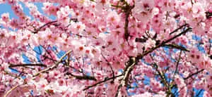 "A vivid purple and pink abstract background" 