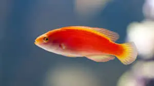 4K Fish Featuring A Yellowfin Fairy Wrasse