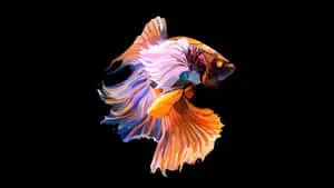 Stunning 4K OLED Background