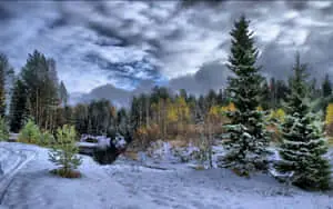 Winter Forest In 4k Winter Background
