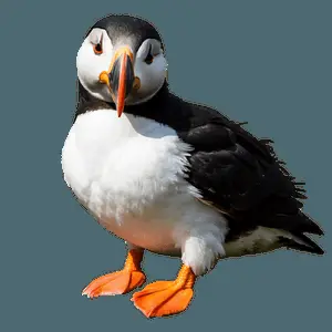 Abstract Puffin Illustration PNG aqo