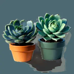Abstract Succulent PNG 05242024