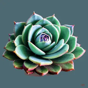 Abstract Succulent PNG 05242024