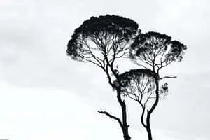  Caption: Elegant Monochrome Abstract Design 