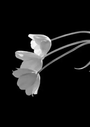 Abstract Art in Black and White