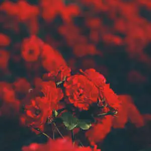 "Immerse Yourself in the Warm Hues of this Aesthetic Red Picture"