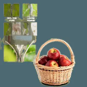 Apple in Basket PNG 06132024