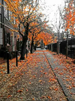 "A scene of tranquil beauty - the perfect Autumn morning"