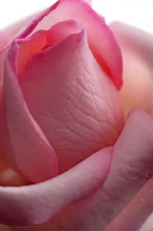Stunning Macro Beauty