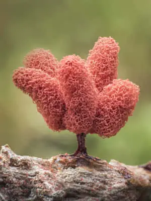 "Nature's Depth: An Exquisite Macro Exploration"