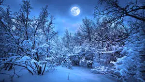 Best 4K UHD Winter Forest