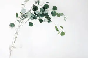  Caption: Tranquil Minimalist Landscape 