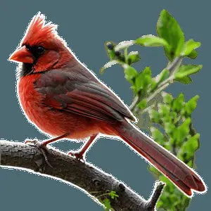 Cardinal in Nature PNG 05242024
