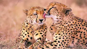 Cheetahs In Africa 4K 