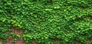 Common Ivy Plant 4K Desktop Background