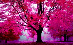 "Experience the Soothing Hues of Cool Pink"