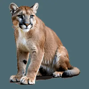 Cougar in Nature PNG 06202024