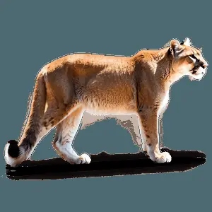 Cougar in Nature PNG 24