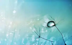"Serenity in Simplicity: Dandelion"