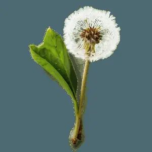 Dandelion in Nature PNG 06292024