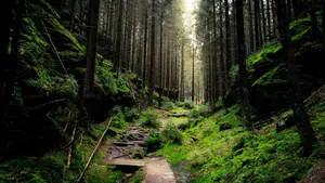 Desktop 4K Lush Green Forest