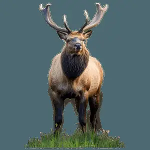 Elk in Nature PNG 05242024
