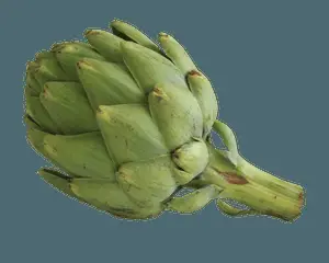 Fresh Green Artichoke.png