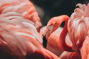 Full 4K Desktop Flamingo