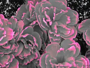  Caption: Elegant Gray and Pink Abstract Design 