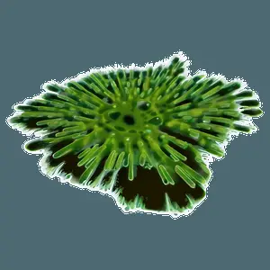 Green Algae Illustration PNG 24