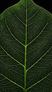 Leaf Vein Abstract