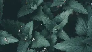 Mint Leaves Plant 4K Desktop Background