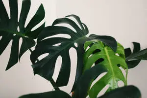 Monstera Plant 4K Desktop Background