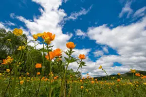 Nature 4k Orange Flowers