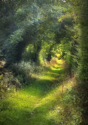 Nature Green Pictures