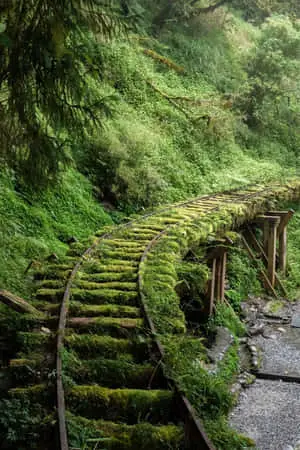 Nature Green Pictures