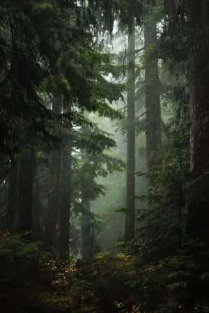 Nature Green Pictures