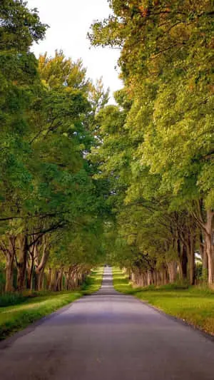 Nature Green Pictures