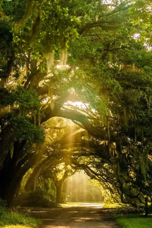Nature Green Pictures