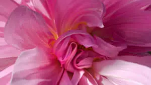 Vibrant Pink Abstract Artwork