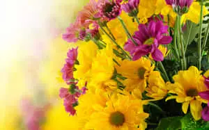 "A bright abstract background of pink and yellow."