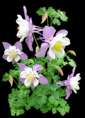 Pink_ Columbine_ Flowers_ Against_ Black_ Background