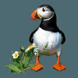 Puffin in Nature PNG ttj90