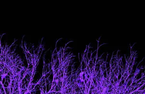 Purple And Black Aesthetic Branches