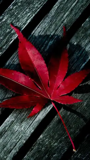 Red Maple Leaf Iphone X