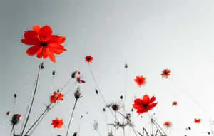 “A Minimalist Approach to Abstraction in Red, White, and Black” 