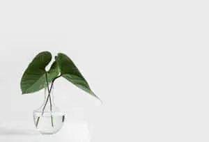 Let less be more with Simple Minimalist