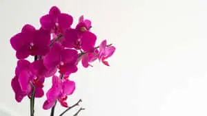 "Welcome to Simple Pink – a world of color, peace, and tranquility"