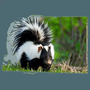 Skunk in Nature PNG rqv73