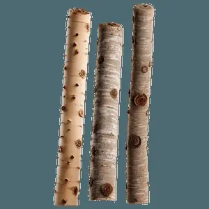 Sticks in Nature PNG 06132024